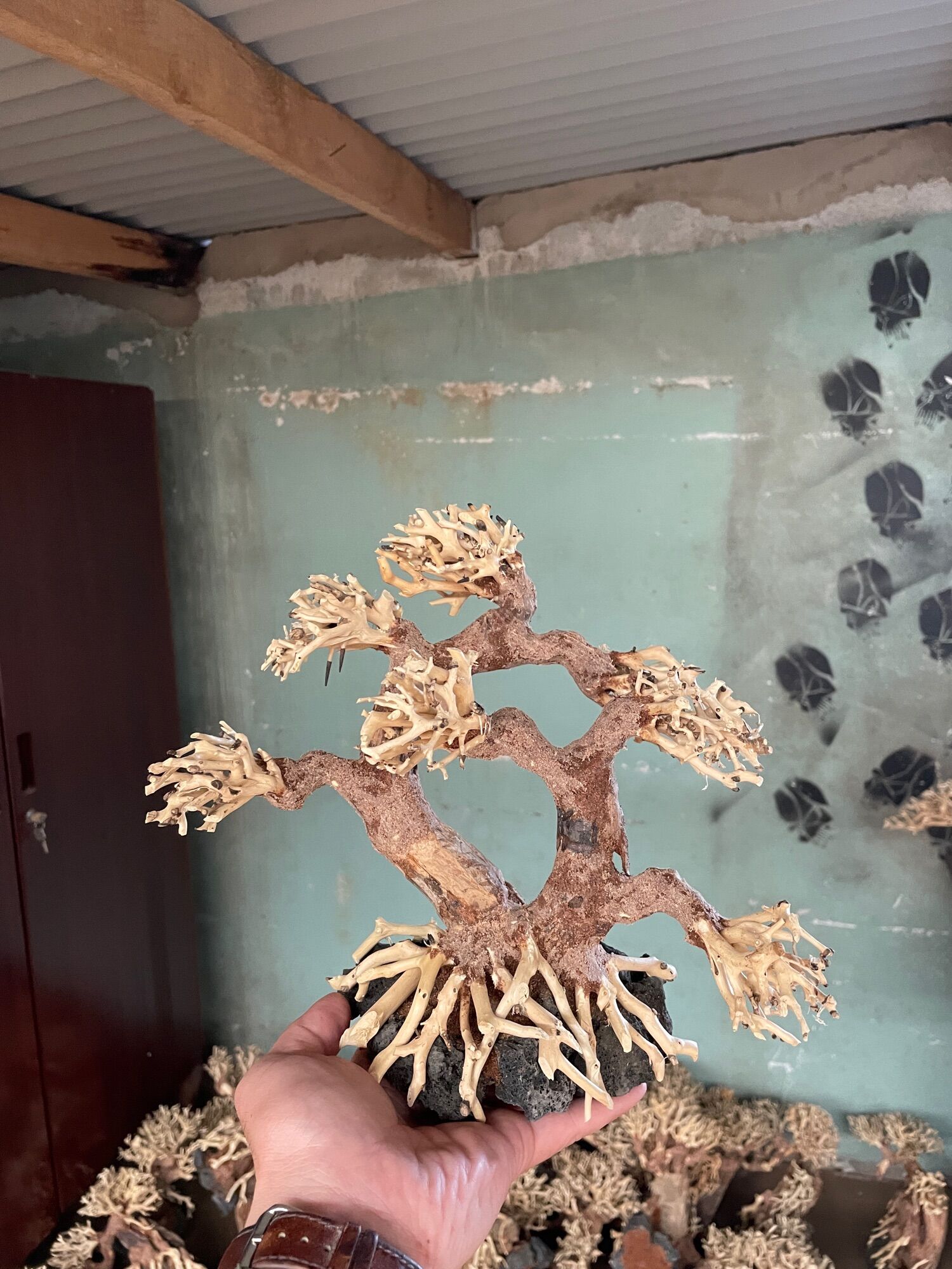 Lũa bonsai 2 thân cao 15cm dài 20cm