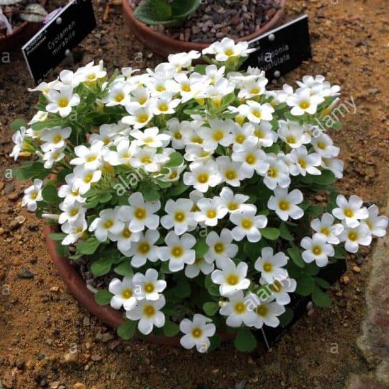 củ hoa oxalis (combo 5 củ)