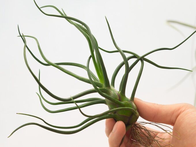cây không khí bulbosa giant