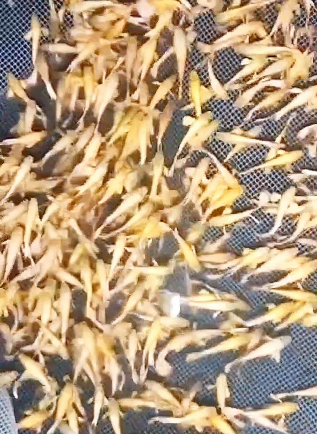 Bảy màu full gold 20 con 100k