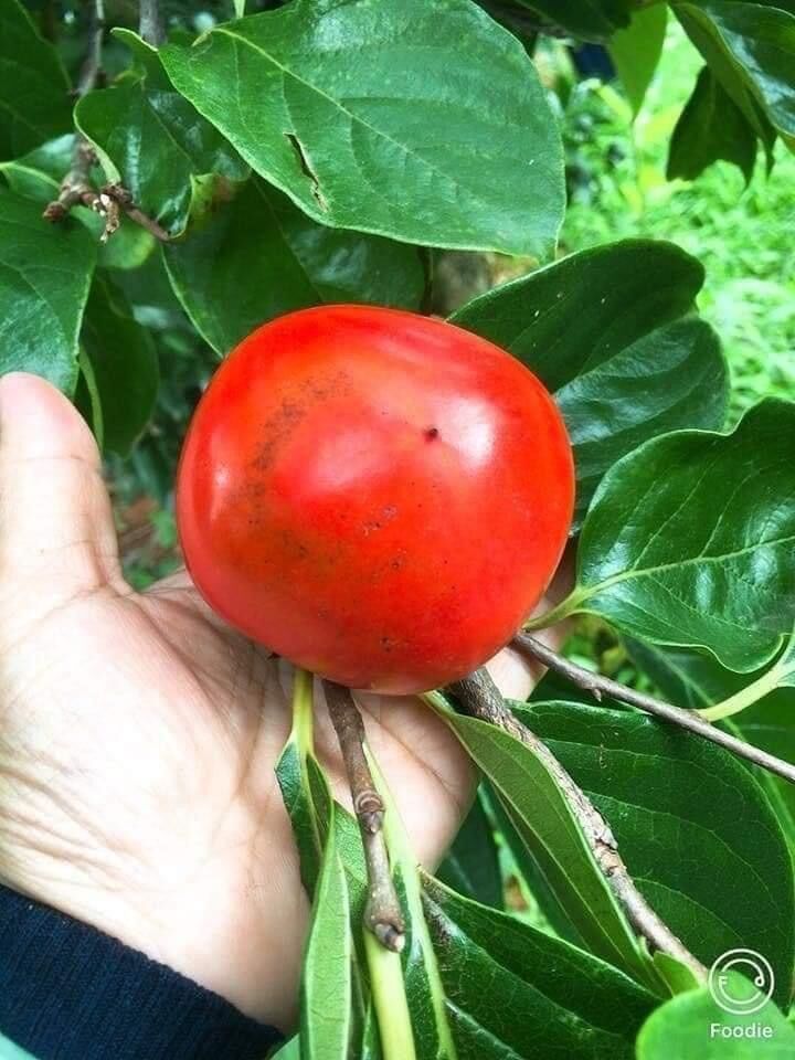 Cây giống Hồng không hạt(1 bầu cây giống)