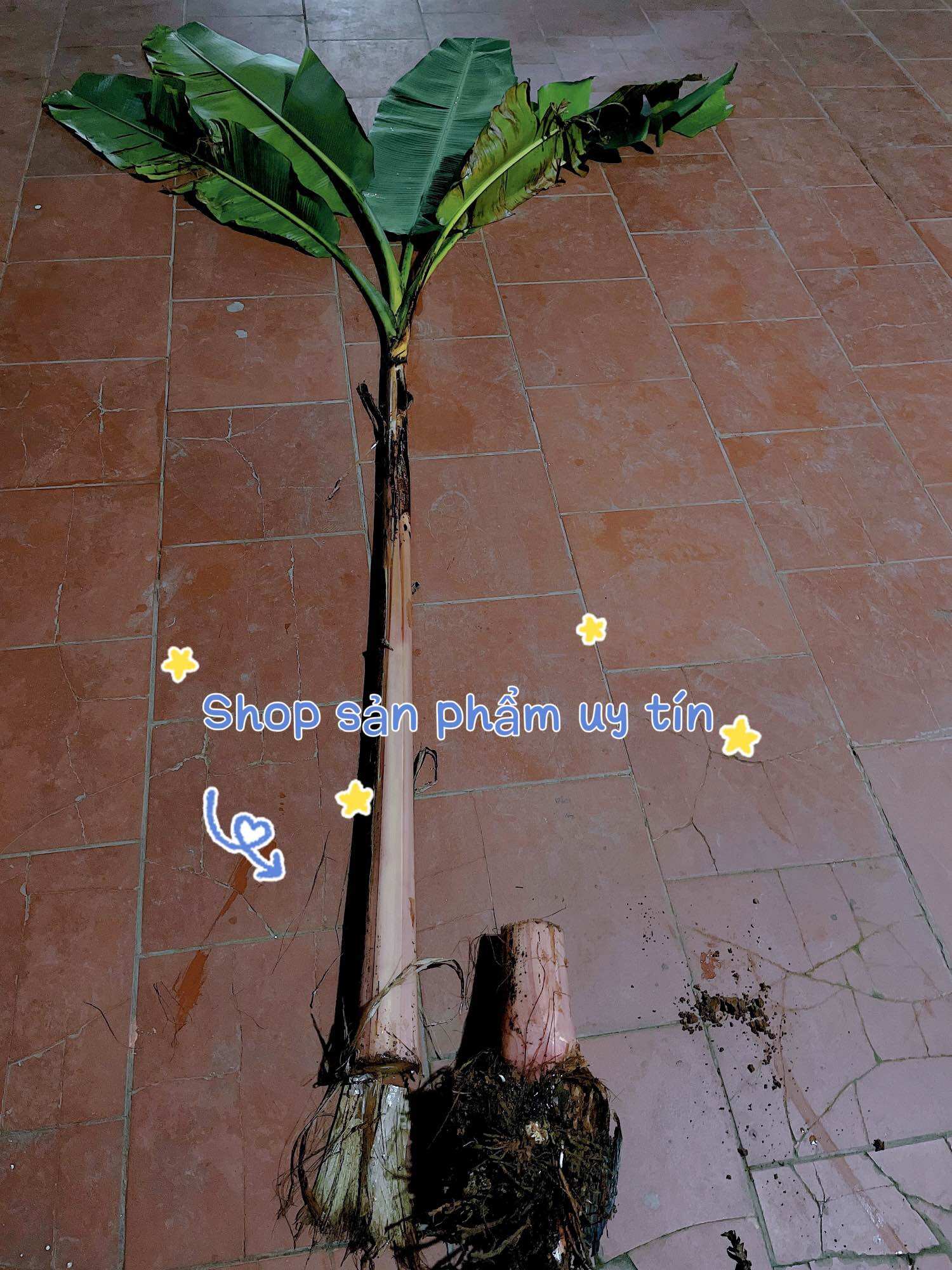Chuối hột rừng (gốc giống)