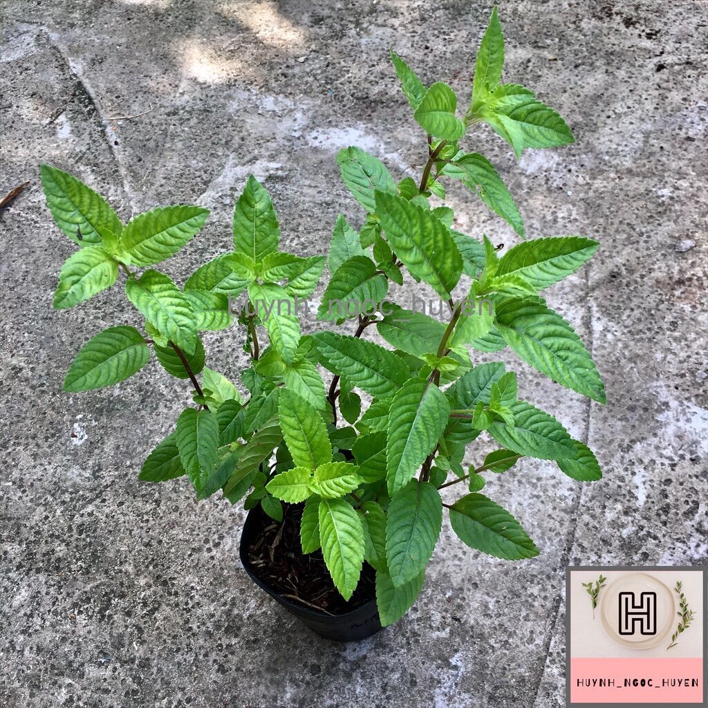 Chậu sương sáo