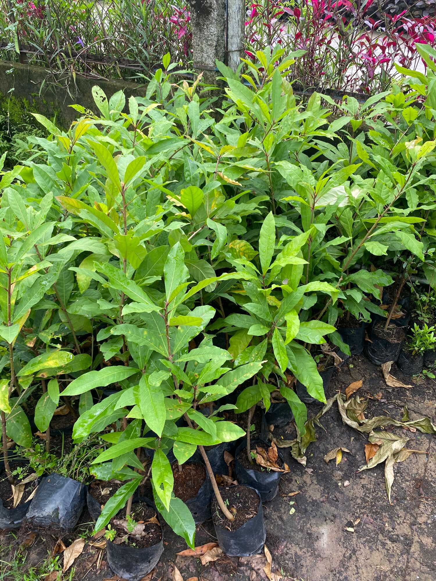 Cây giống lộc vừng