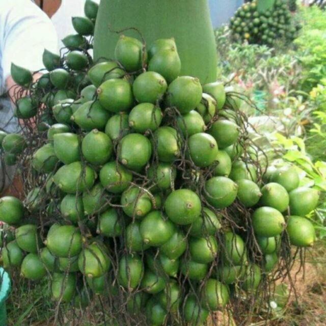 Cây giống cau lùn tứ quý ăn trái h4, h5