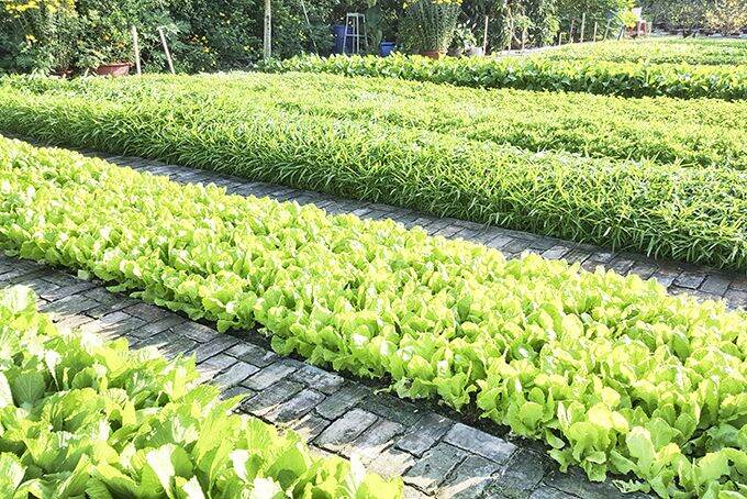 Chế Phẩm Nấm Ủ Đối Kháng TRICHODERMA