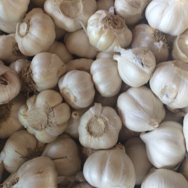 Tỏi lý sơn-1Kg