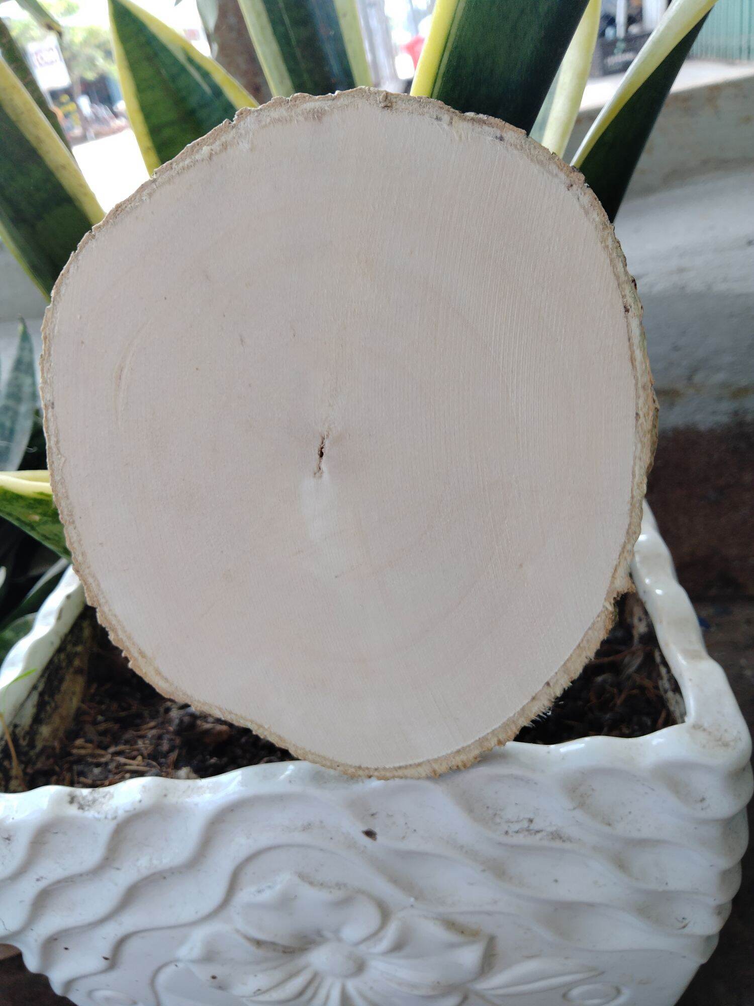 Lát gỗ trơn Decor trang trí 13-14cm
