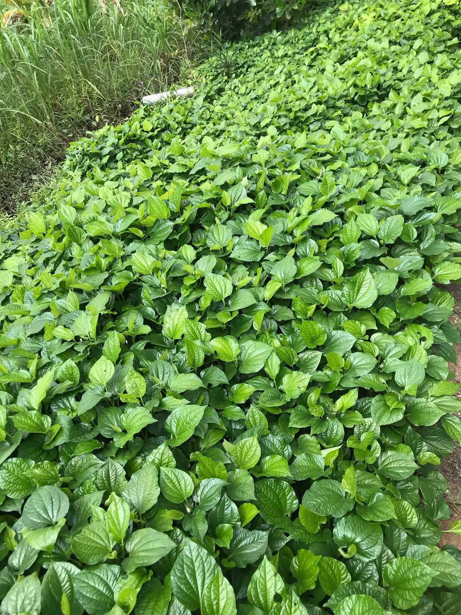 Lá lốt/lá lốp tươi nhà trồng