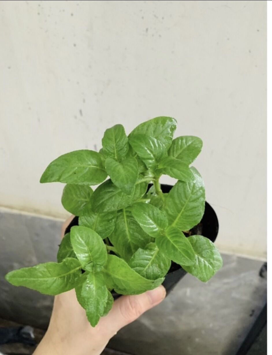 Chậu cây rau xá xị / quế vị