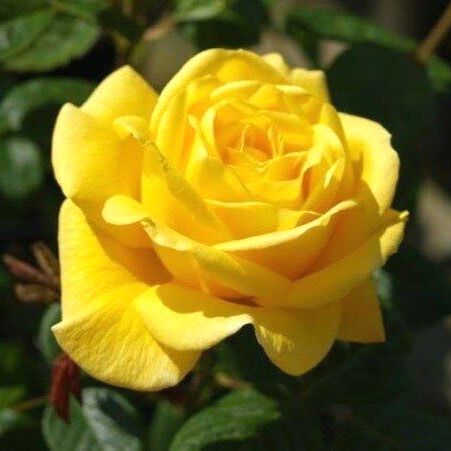 Hoa hồng Shell Rose vàng - hồng bụi, lâu tàn