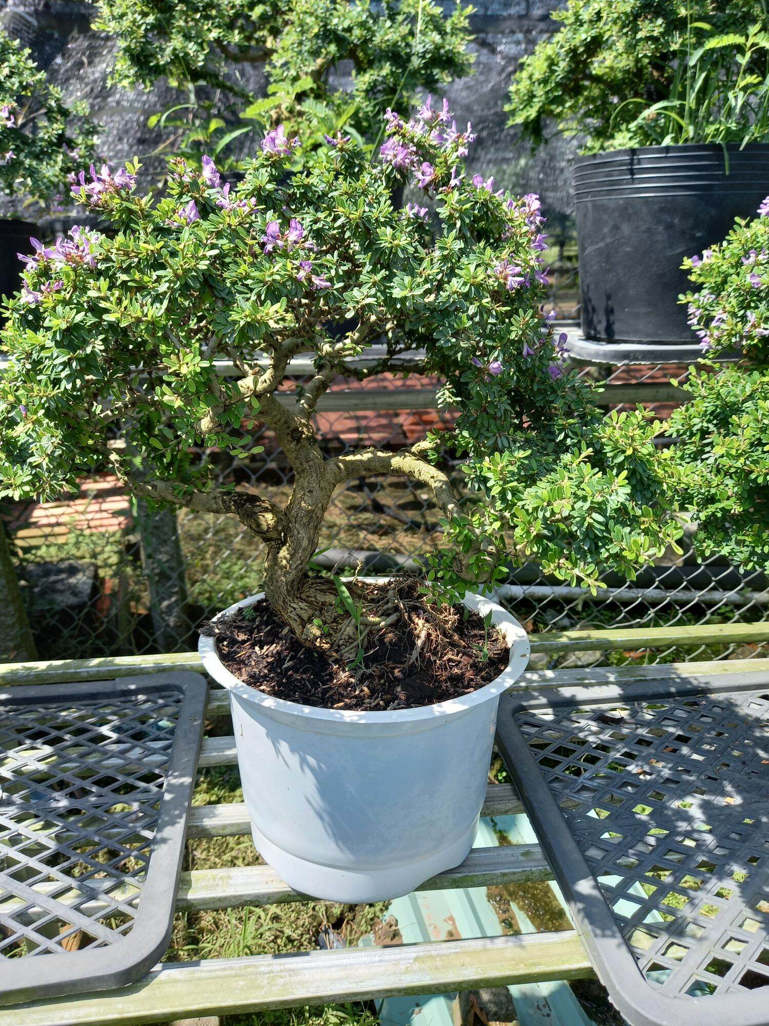 Cây linh sam gạo bonsai