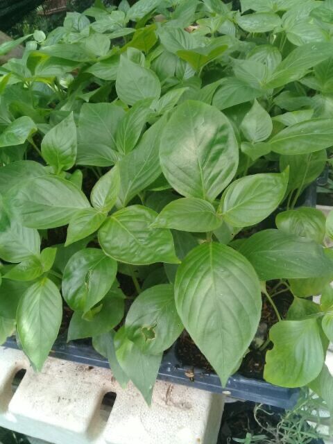 100gram lá cẩm tươi