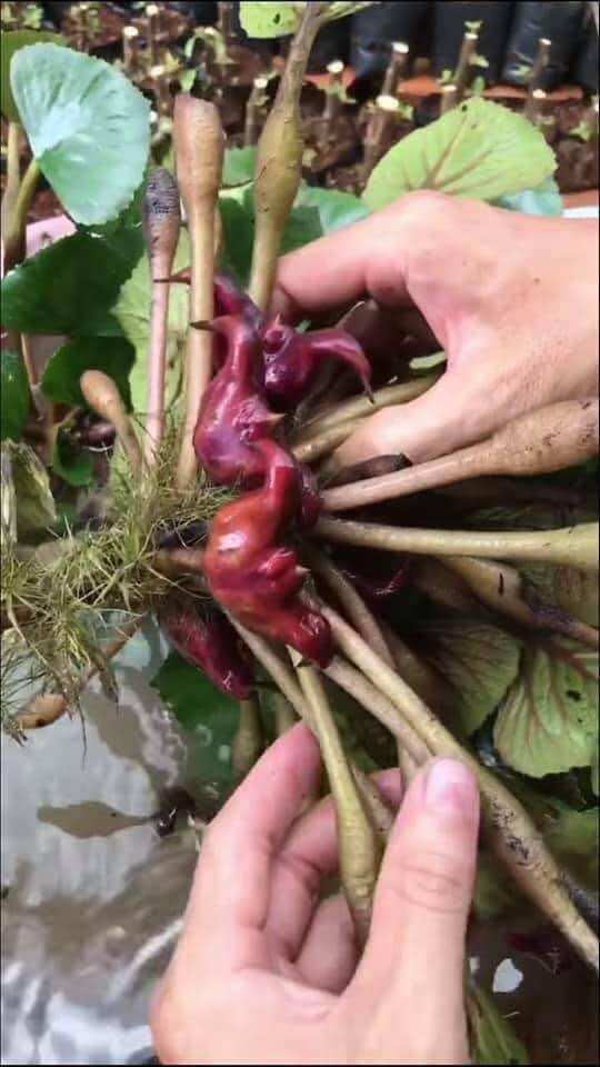 Củ ấu giống 15 củ