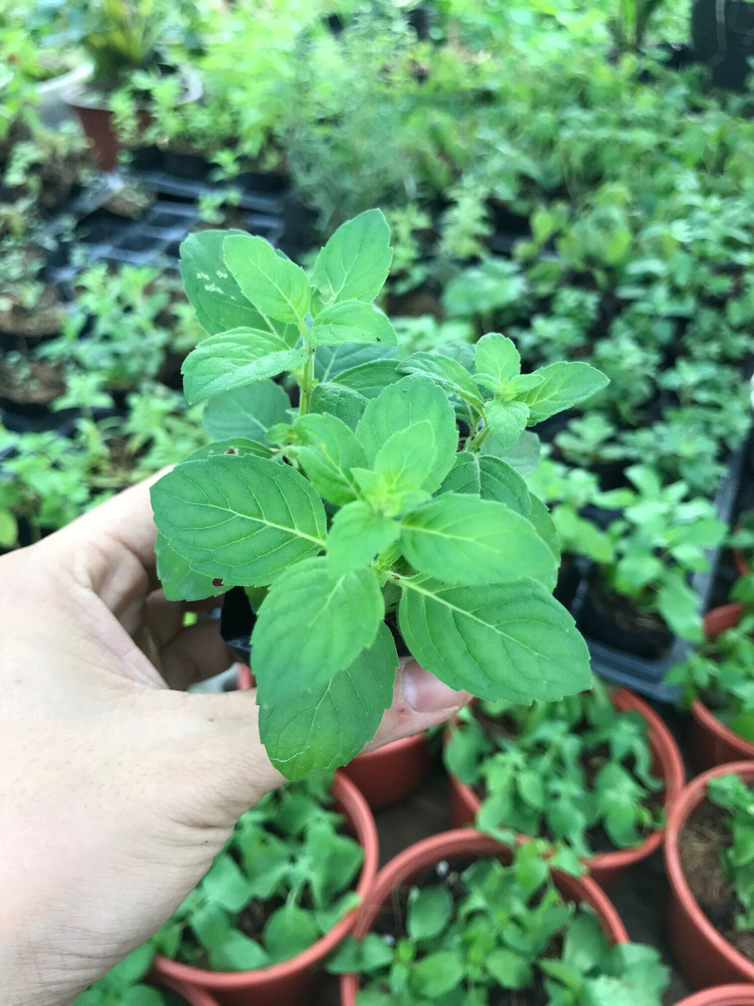 Cây giống Bạc Hà Âu( size bầu)