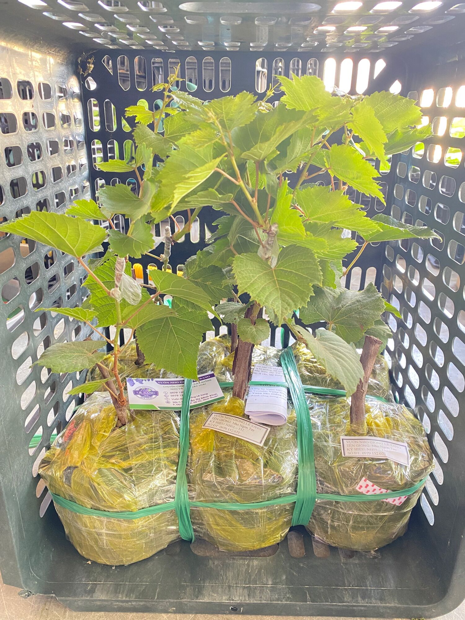 Cây Nho Giống Bailey ( Mẫu đơn đen )