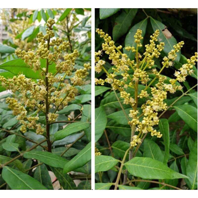 150 Gram Phân bón lá siêu ra hoa nhãn giúp ra hoa đồng loạt