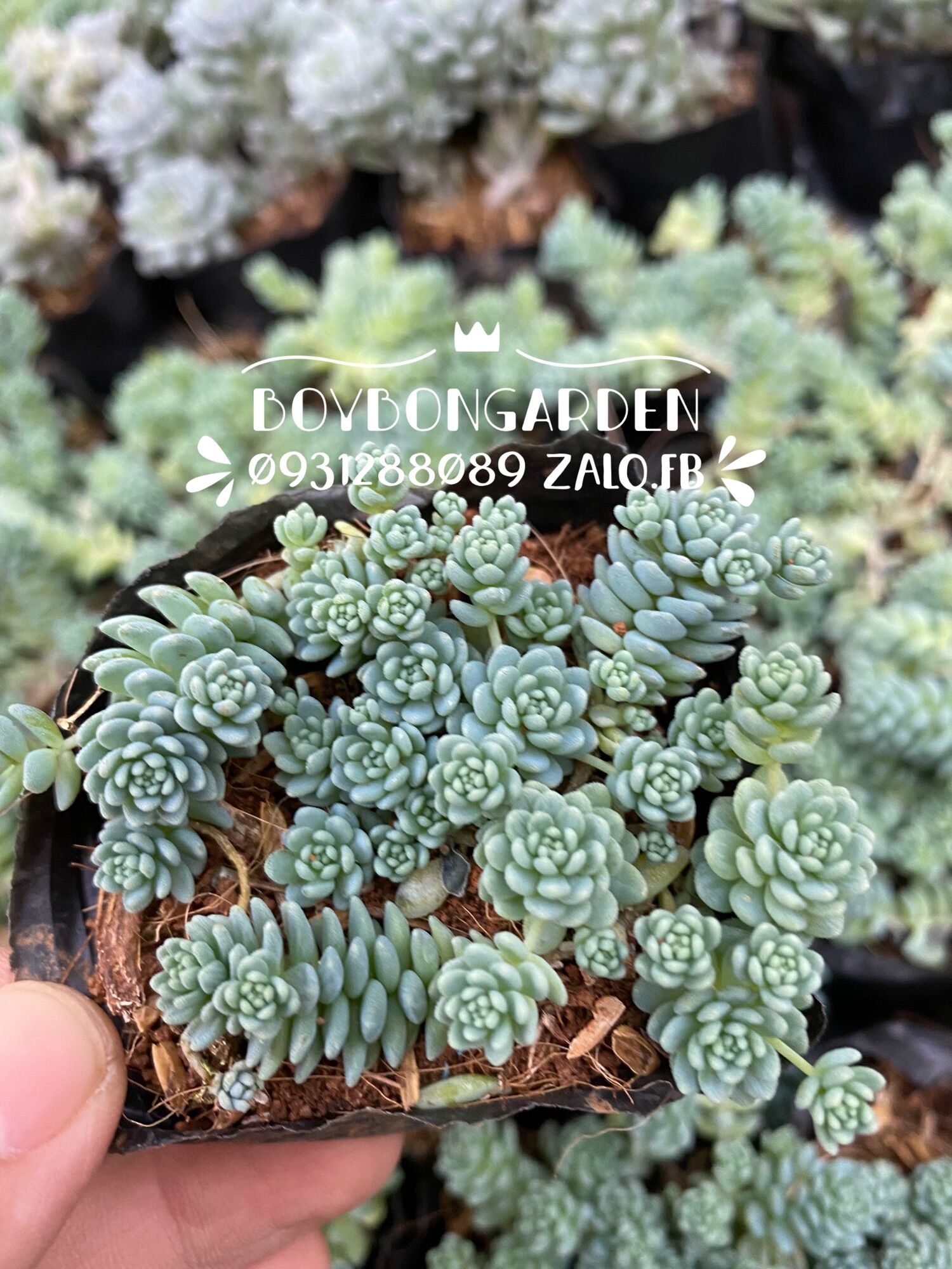 Cây sen đá sedum hoa hồng xanh