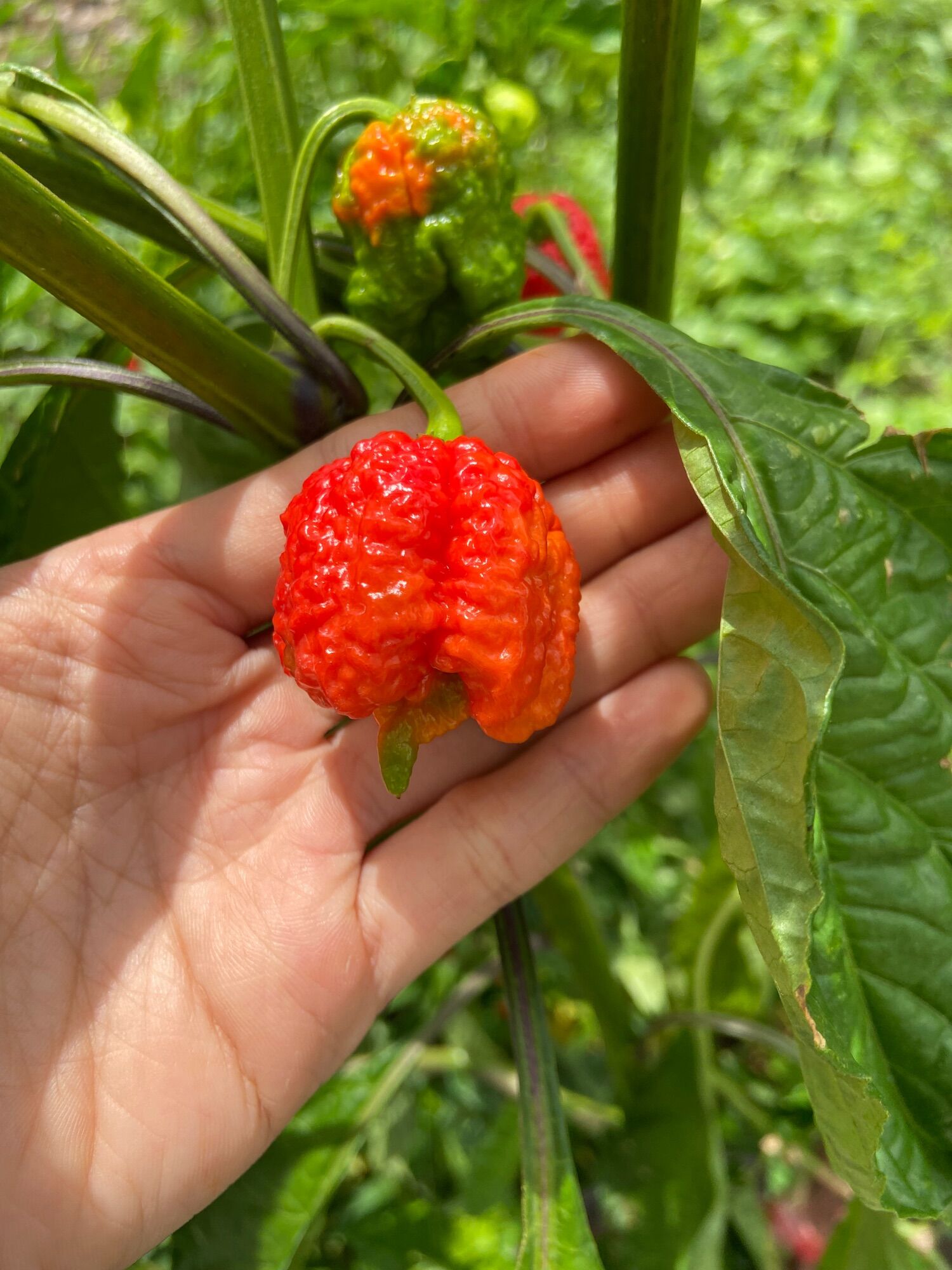 Cây Carolina reaper red, ớt cay nhất thế giới ( cây cao 20-25cm)