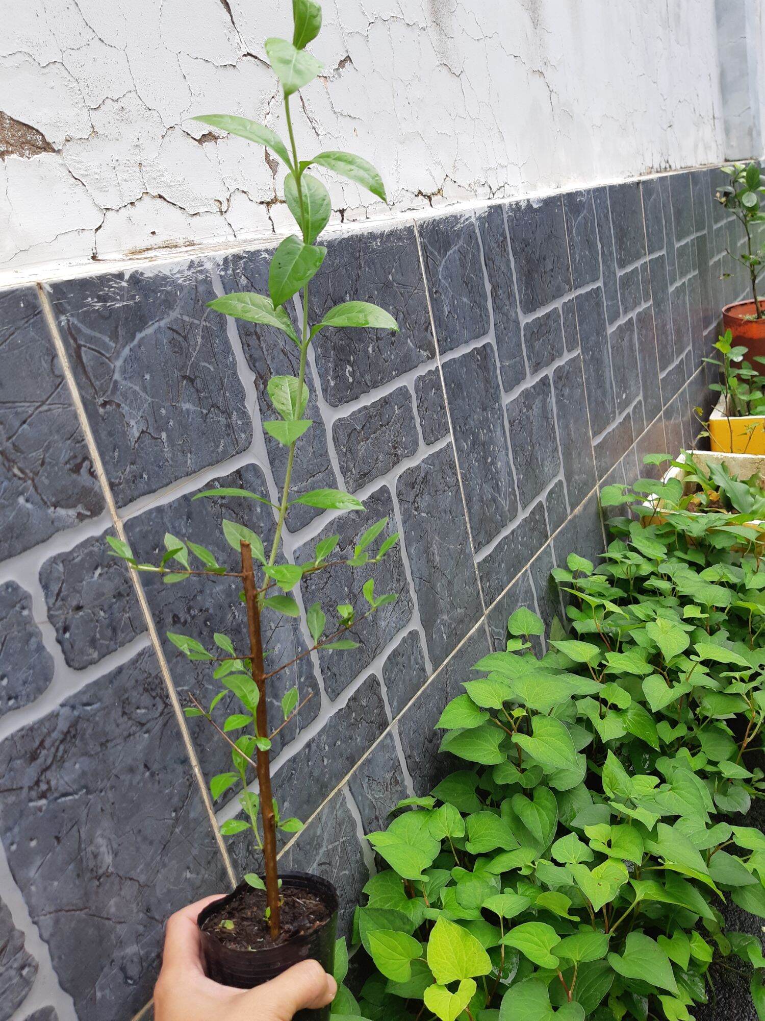 Cây henna, cây lá móng, cây lá mọi ( ảnh thật tại vườn)