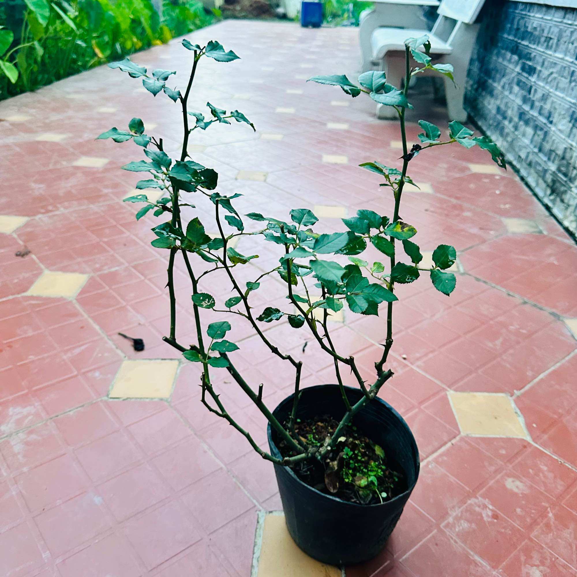 Hoa hồng Shell Rose vàng - hồng bụi, lâu tàn