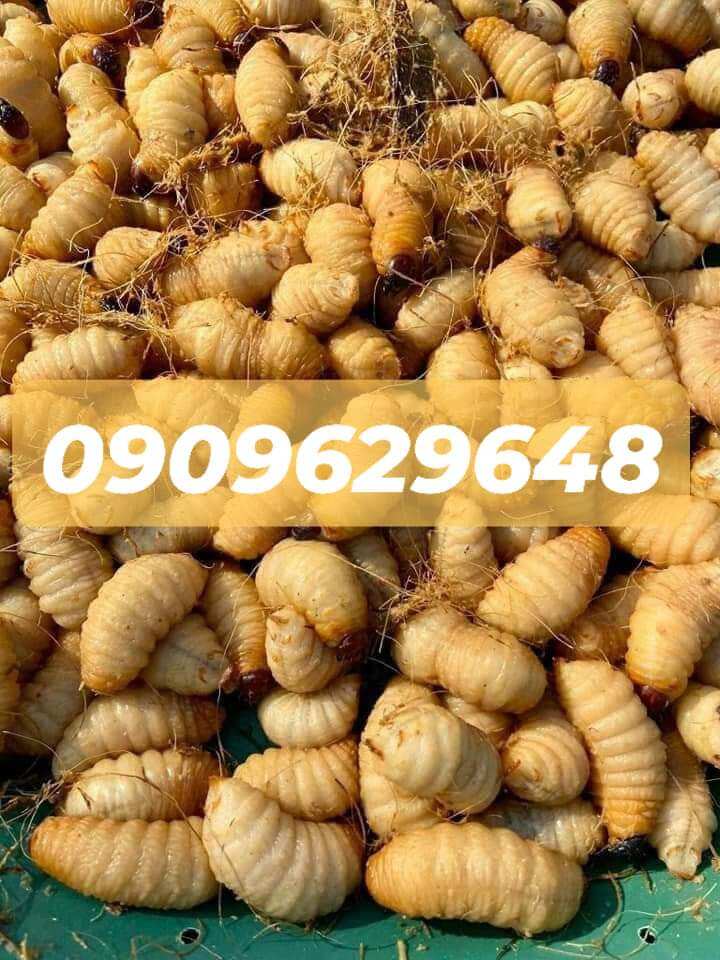 Đuông dừa bến tre 6k con ( Bộ sản phẩm 35 con)