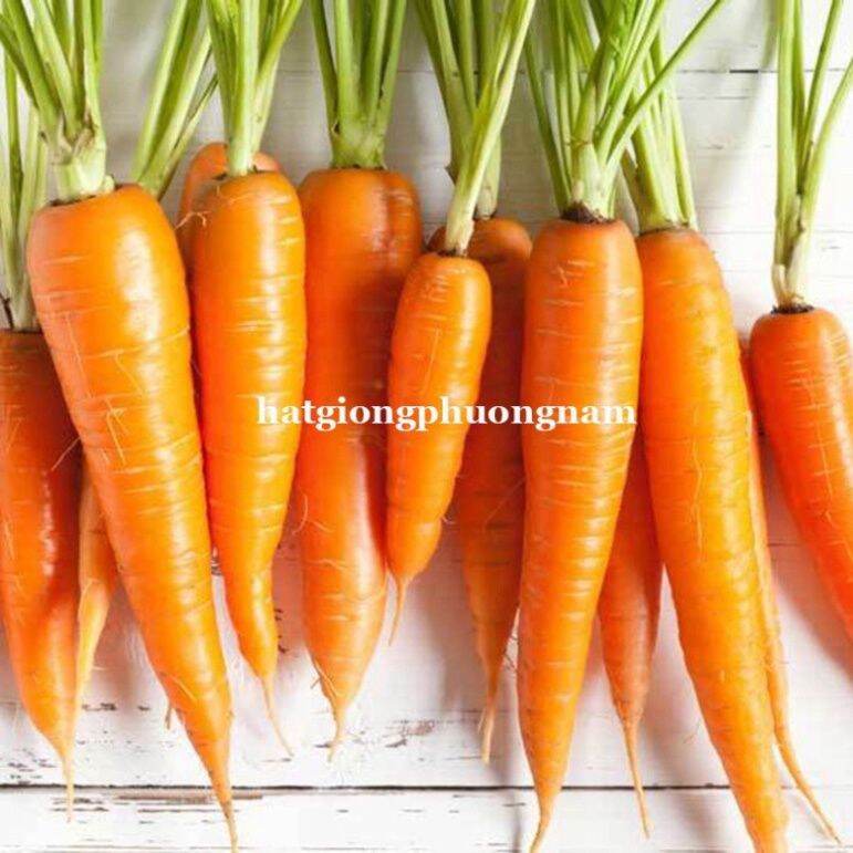 Hạt Giống Củ Cà Rốt Siêu To F1