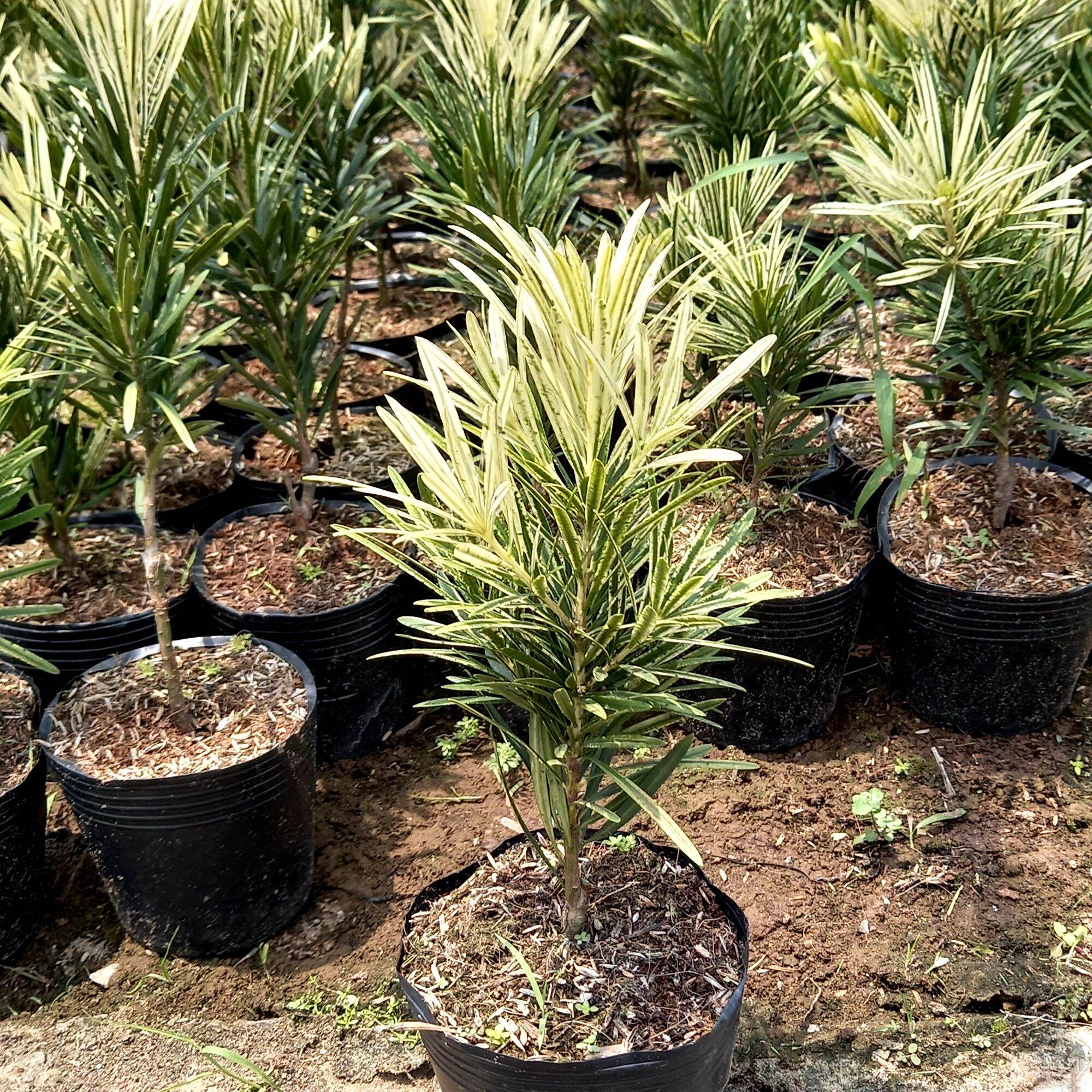 cây tùng bạch kim giống mới