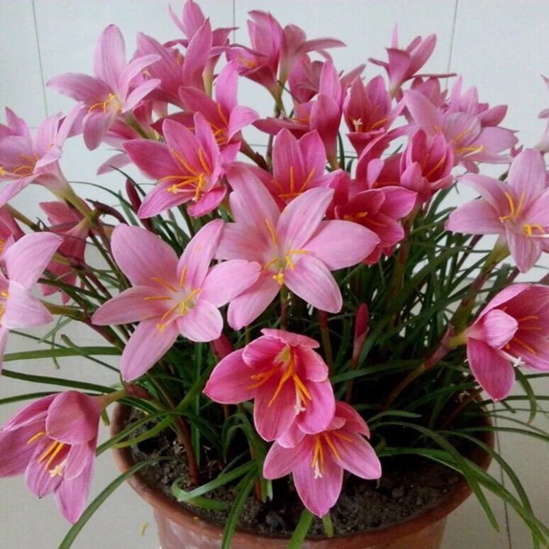 Củ hoa Huệ mưa ngoại(10 củ) HOA TẾT