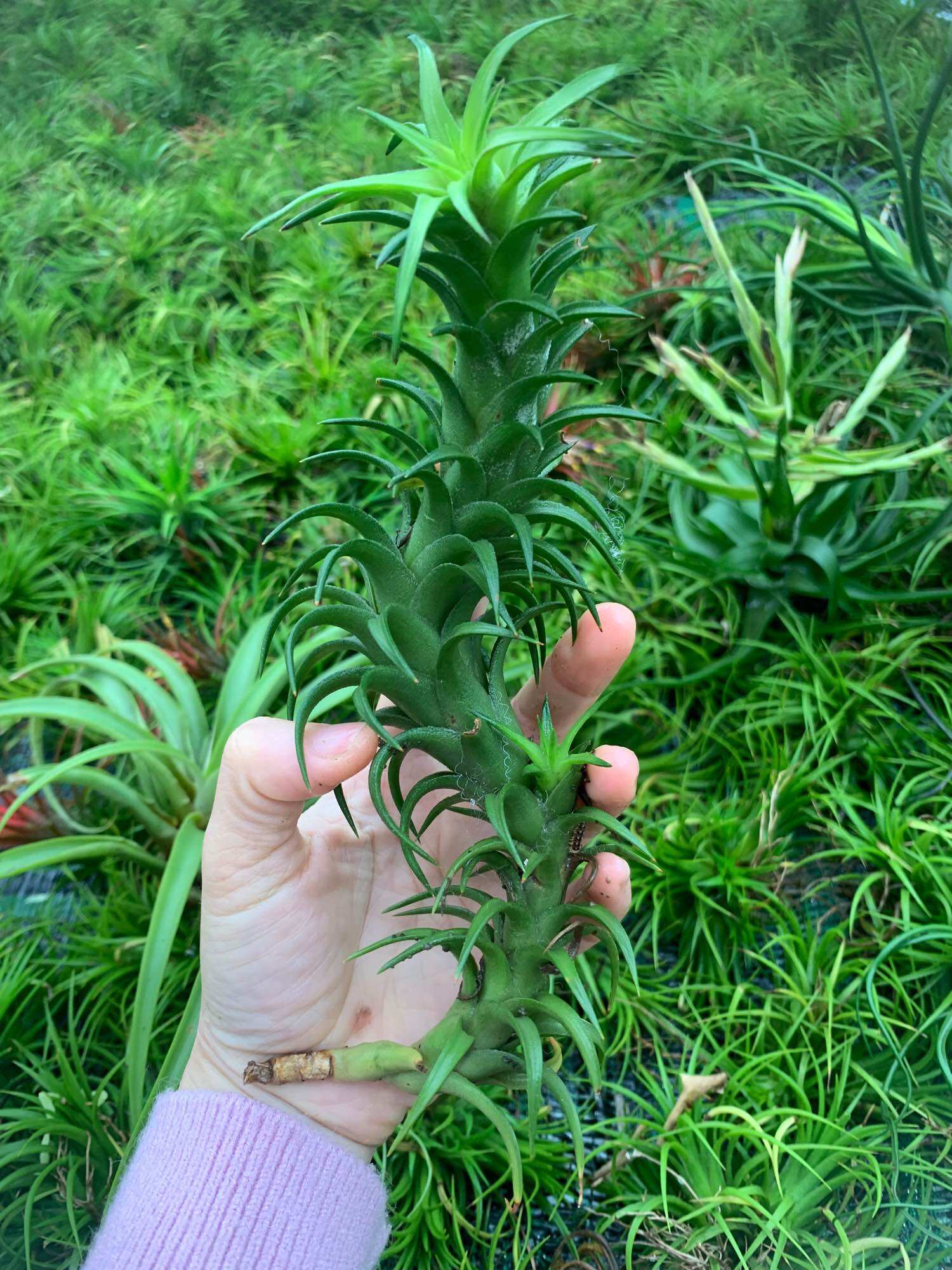 Cây không khí Vanhyginii (size lớn)