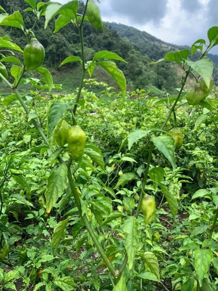 Ớt Trung Đoàn 1kg