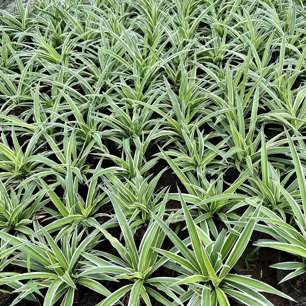 Chậu cỏ lan chi ,Cỏ nhện làm cảnh
