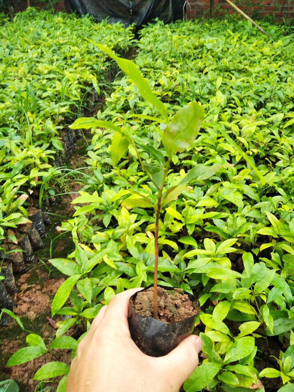 Cây giống mai vàng yên tử đọt xanh ( com bo 4 cây)