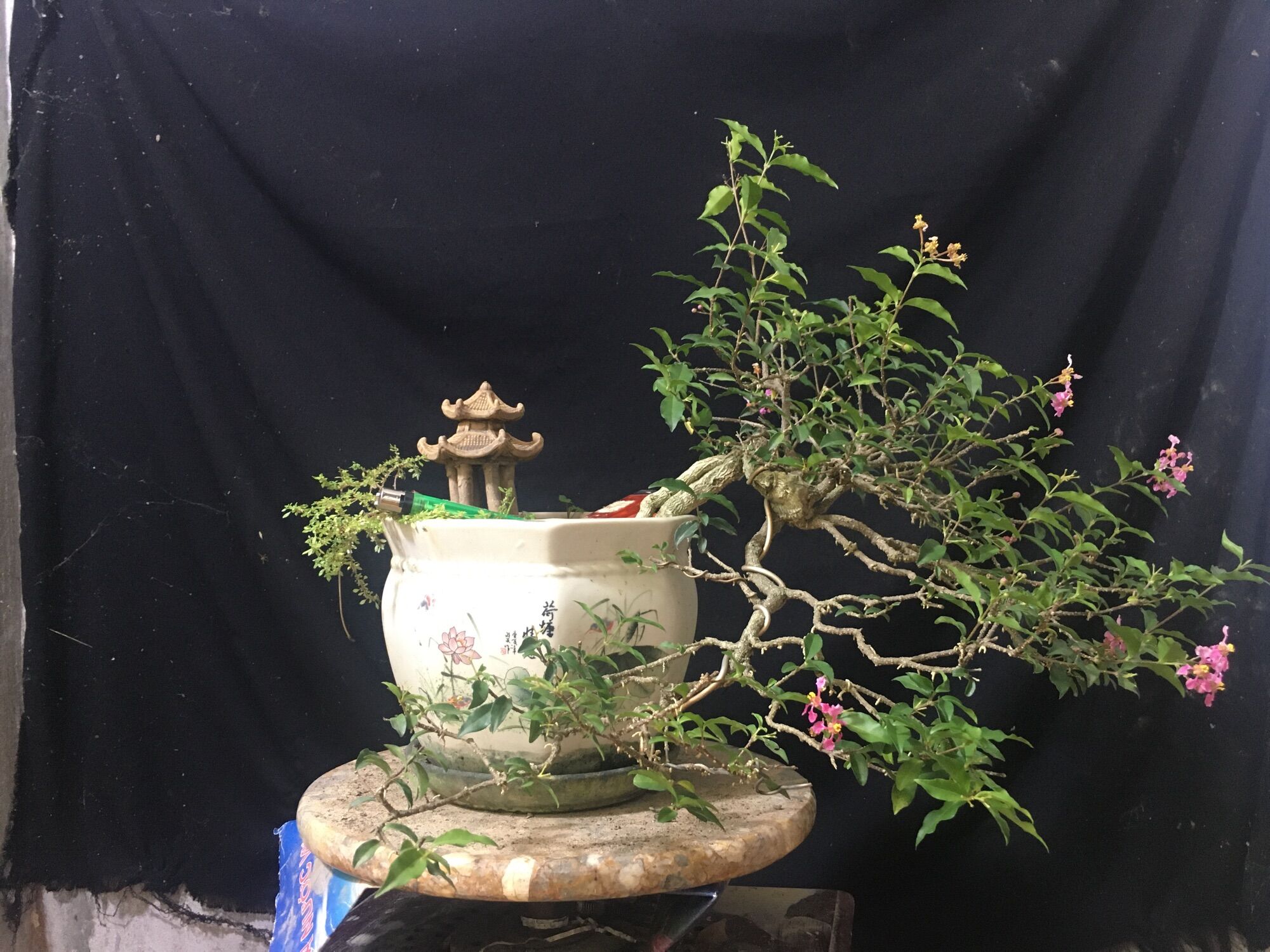 Cây hồng ngọc mai