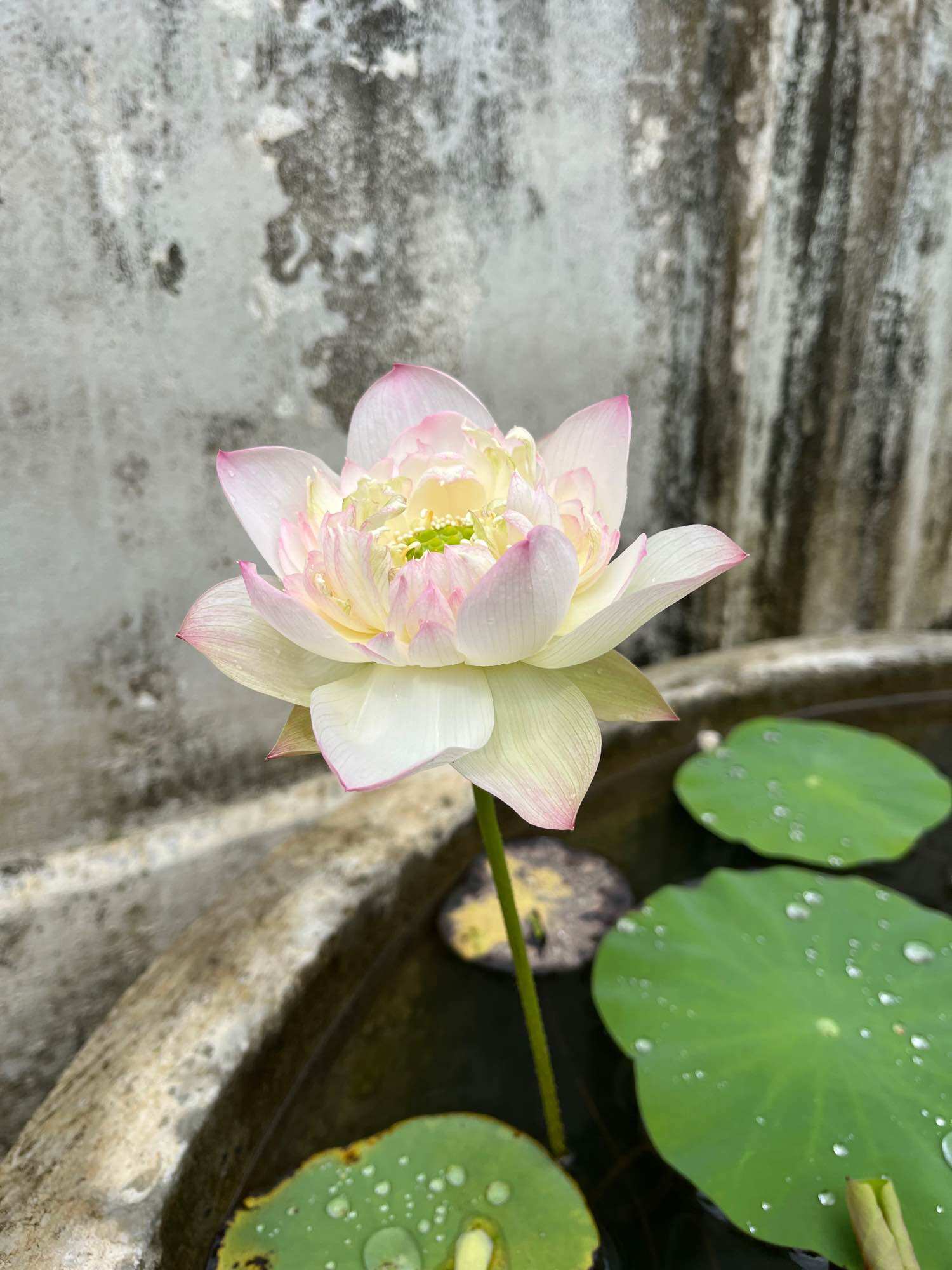 củ giống sen cancan