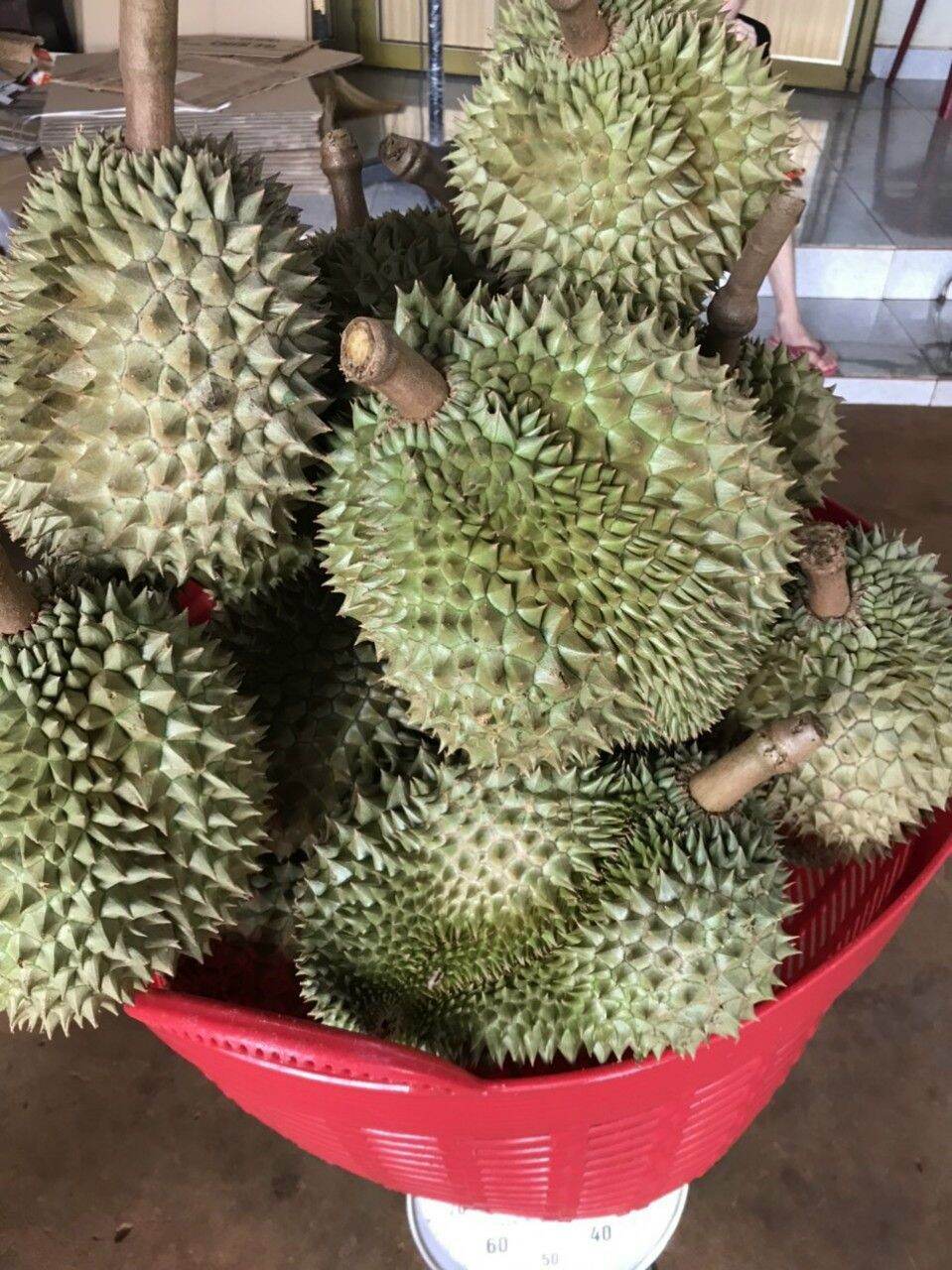 Sầu riêng ri 6