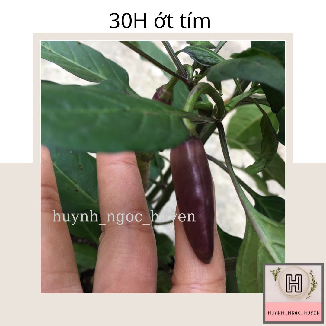 30Hạt giống ớt tím