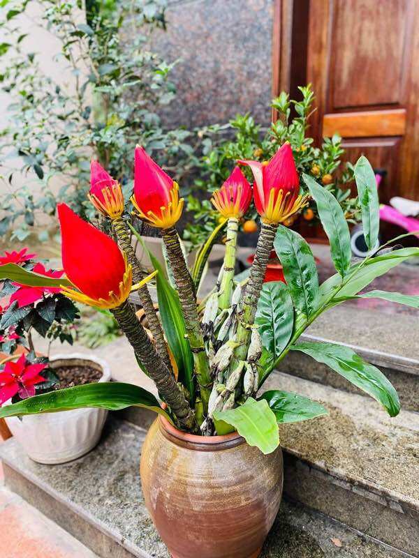 Cây Chuối Đuốc Lửa - Chuối rừng hoa đỏ