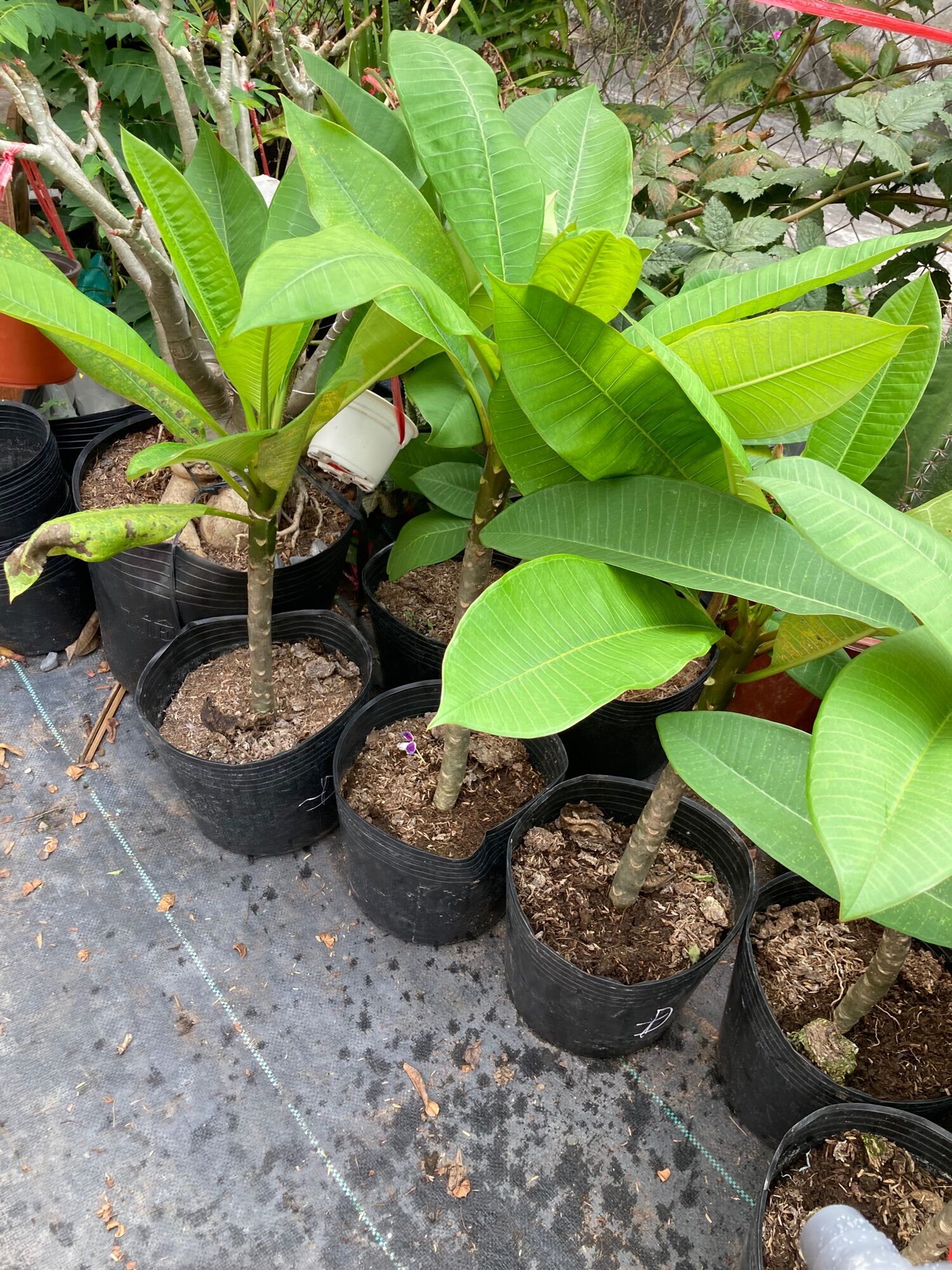 Cây sứ đại vàng - đỏ hoa rất thơm