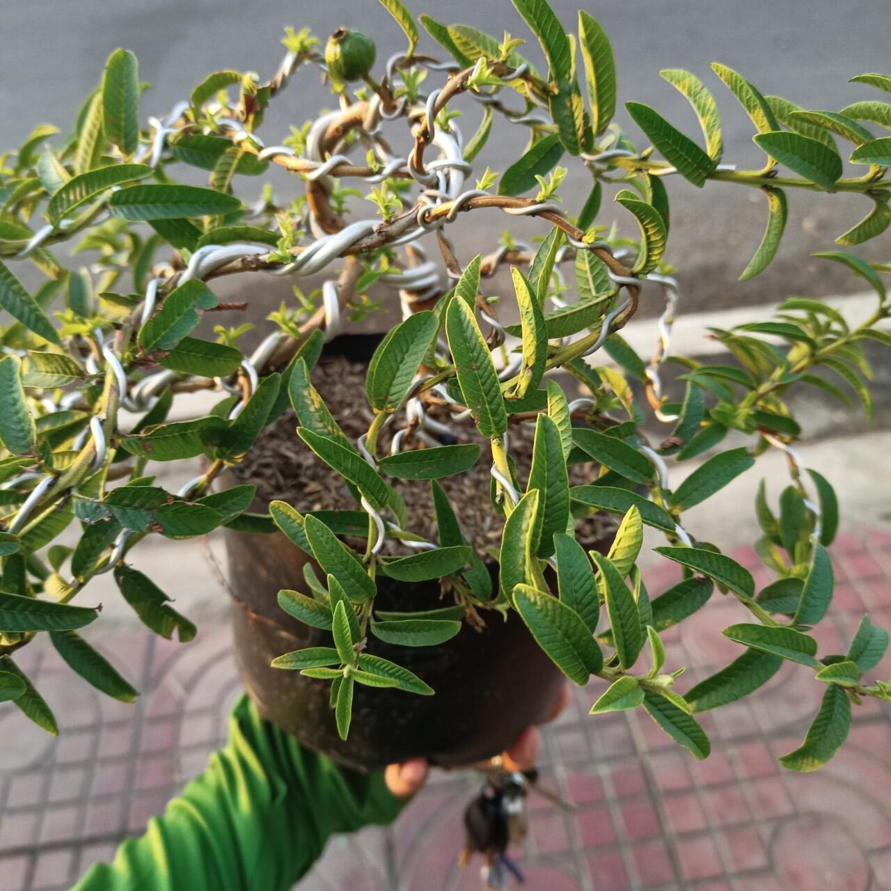 Cây ổi lá kim bonsai đang có trái