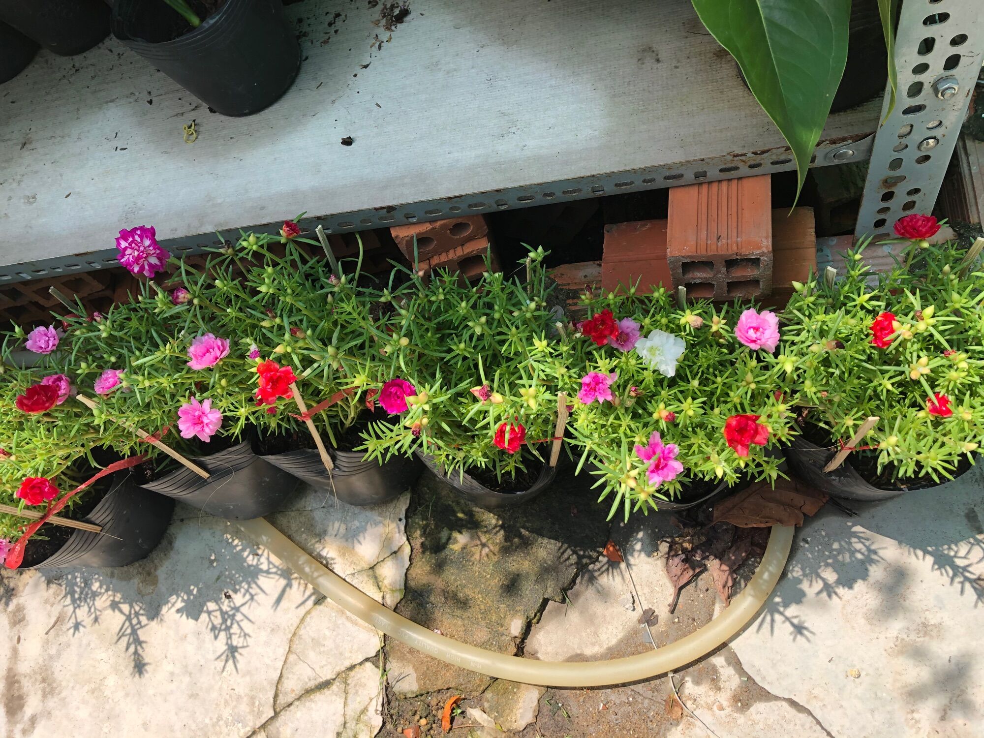 Chậu hoa mười giờ nhiều màu sắc