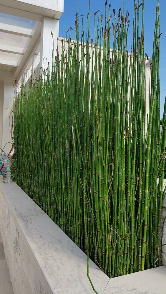 cây thiền trúc không lá