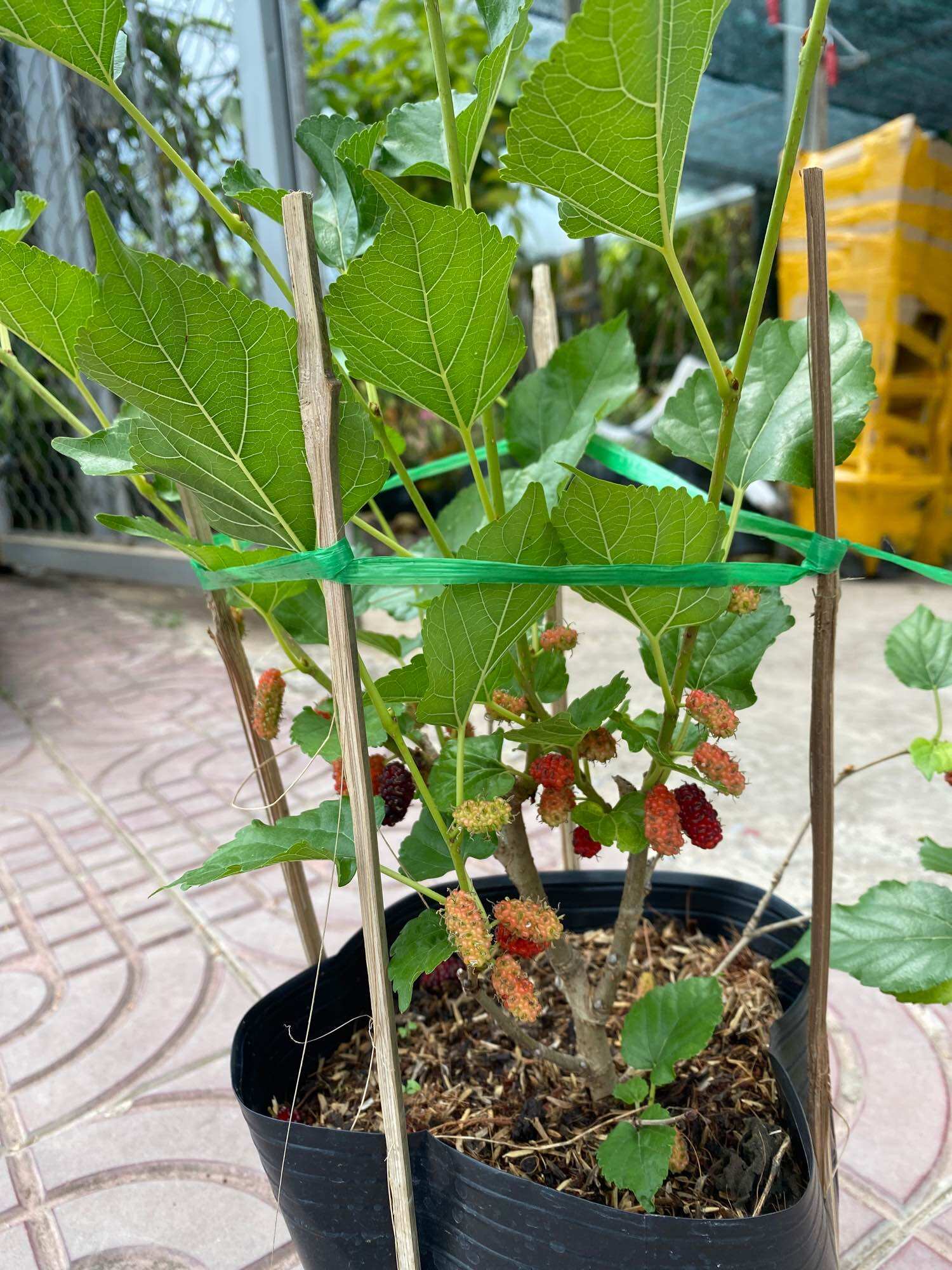 Cây Dâu tằm siêu trái