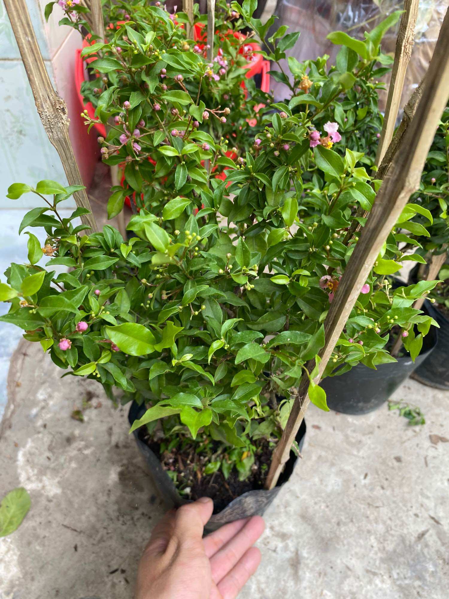 Chậu Cây Hồng ngọc mai
