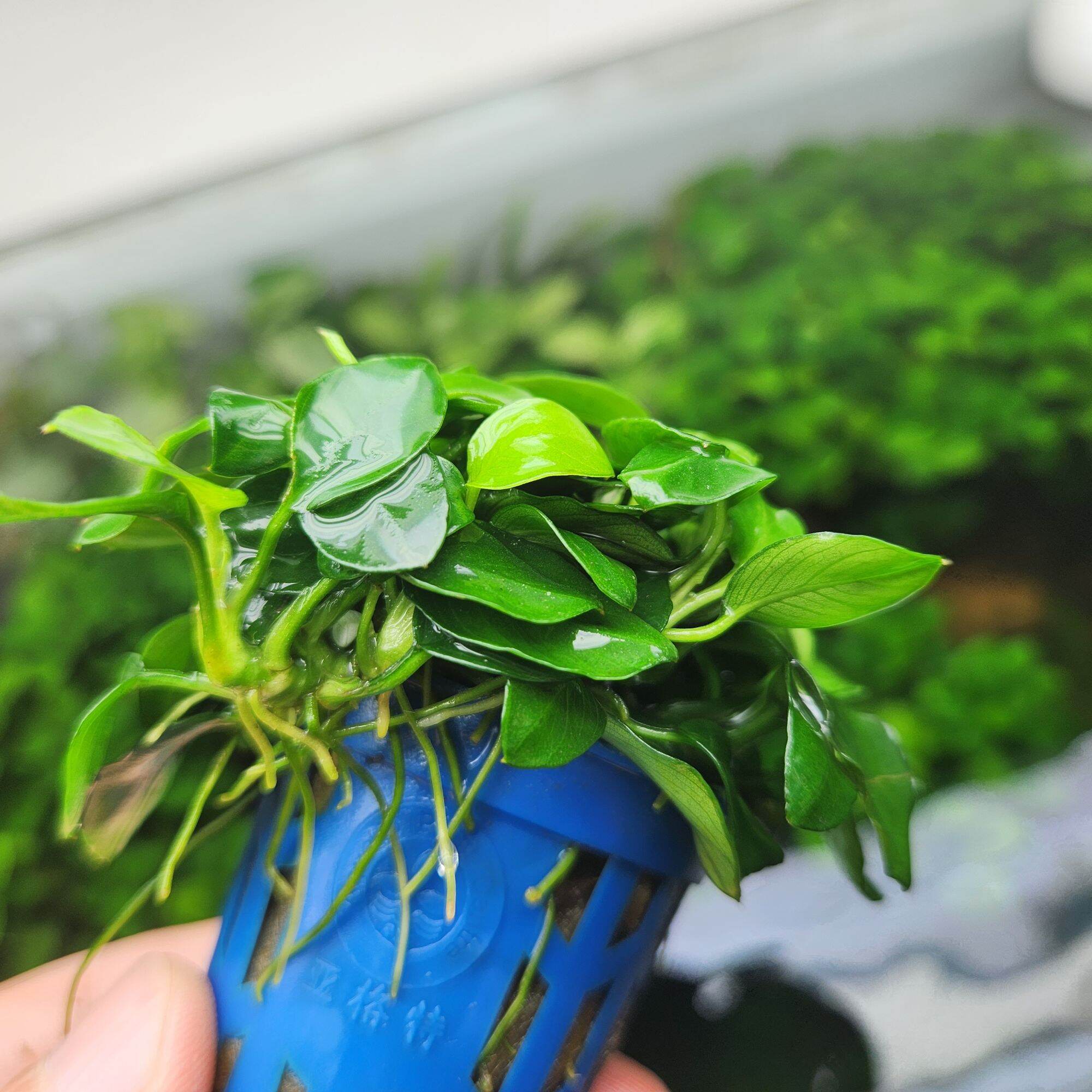 Ráy Nana Petite Thái (1 Chậu 8-10 ngọn)
