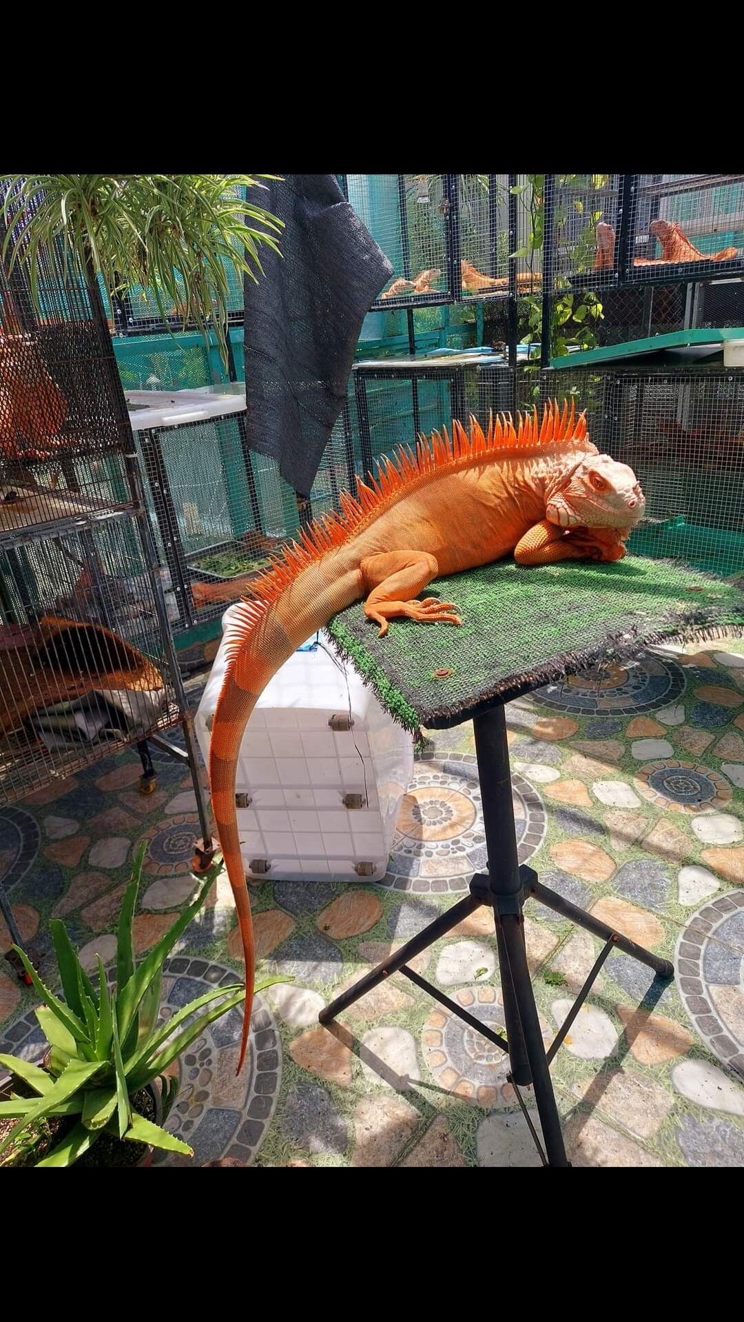 đồ chơi rồng nam mỹ 50-60cm