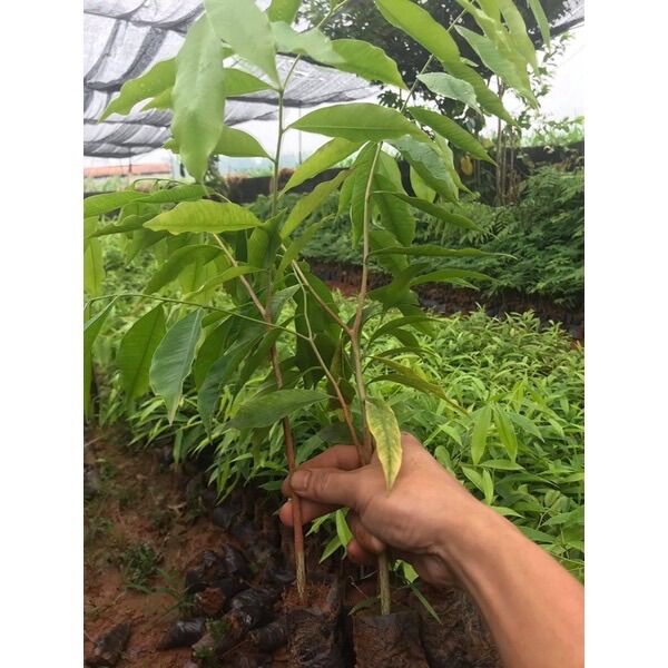 COMBO 10 cây trầm hương (cây kì nam)