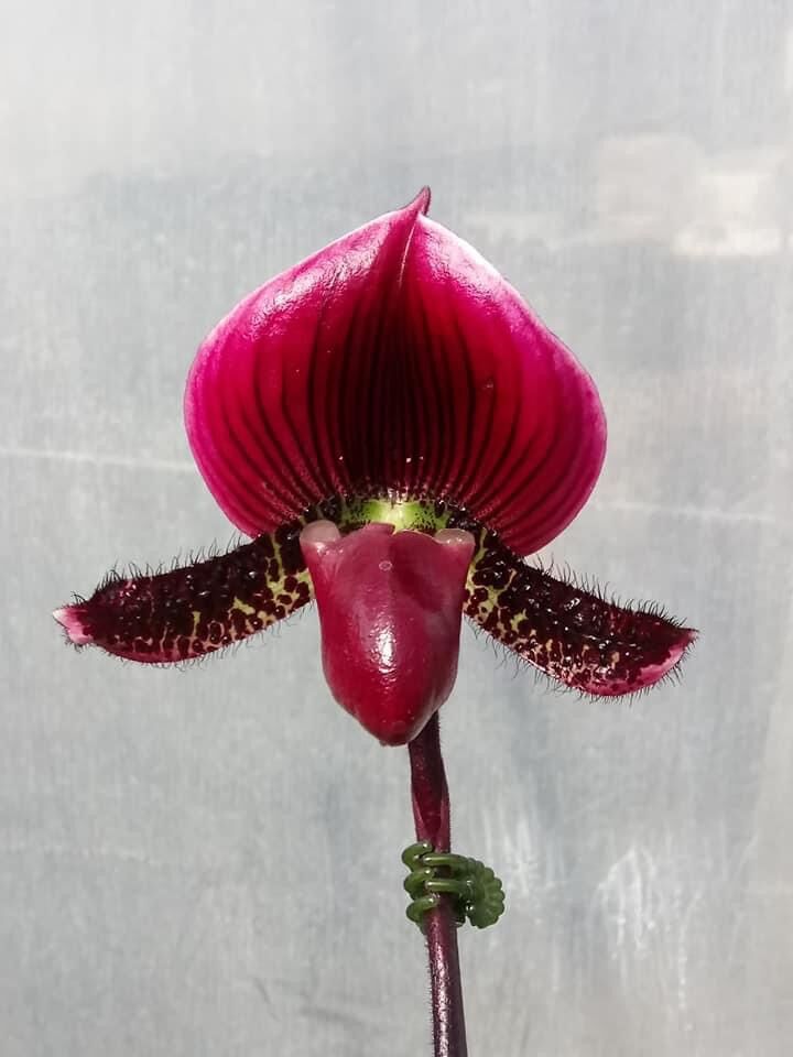 Hài maudie đỏ