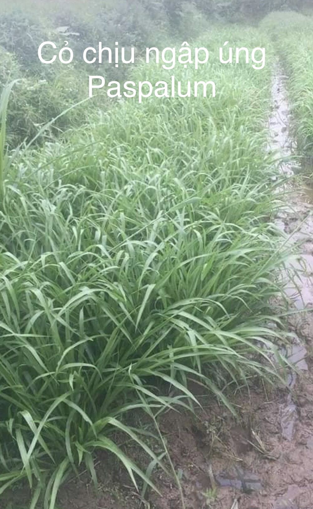 cỏ chịu ngập úng PASPALUM 200g