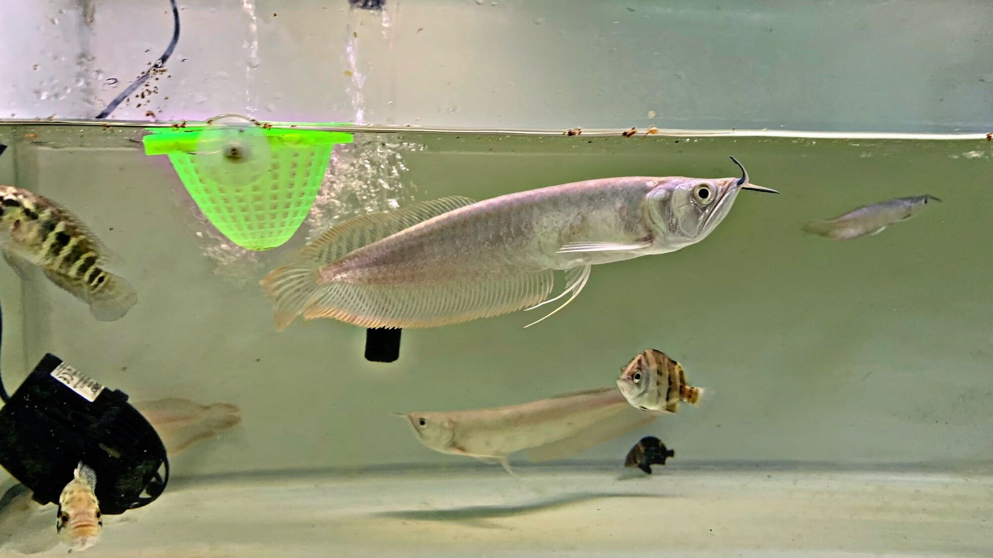 Cá Rồng Ngân Long size 20-25cm